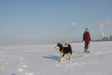 Attractive young woman playing with her Husky dog on frozen river against background of cityscapeの写真素材