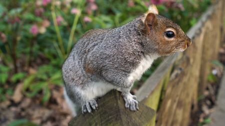 Park squirrel sits on a fence in an English traditional park