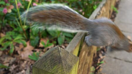 Squirrel tail and booty in an english traditional park Natureの写真素材