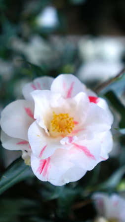 Vertical blooming camellia flowers in an old English park Natureの写真素材