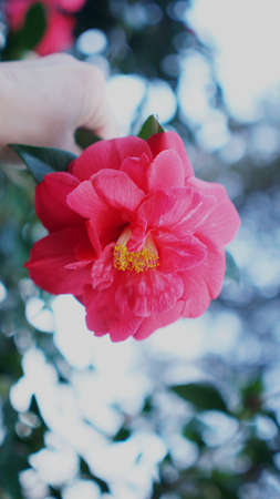 Vertical blooming camellia flowers in an old English parkの写真素材