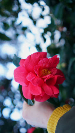 Vertical blooming camellia flowers in an old English parkの写真素材