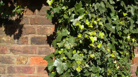 Green ivy on vintage brick wall backgoundの写真素材