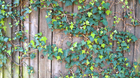 Green ivy on vintage wooden wall backgoundの写真素材