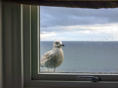Sea gull perched outside a hotel window in Tenby looking inの写真素材