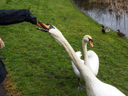 Hand feeding a swanの写真素材