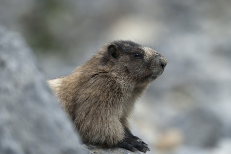 Marmotの写真素材
