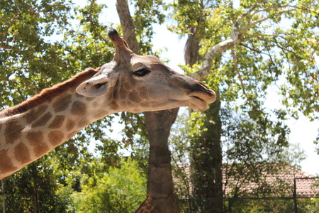 close-up shot of a giraffe headの写真素材