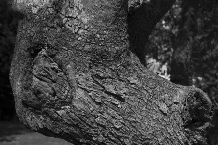 Macro detail bark tree and intertwined branchesの写真素材
