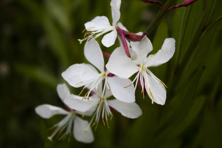 Macro white flower detail as a small orchidの写真素材