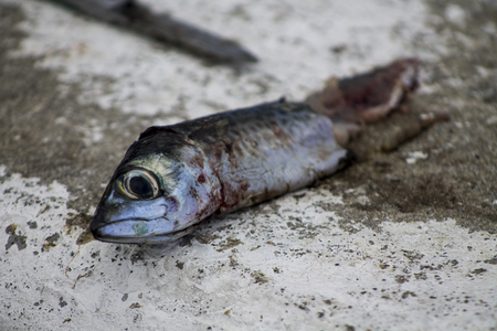 detail fresh mackerel head fish marketの写真素材