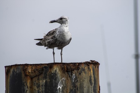 typical white seabirds stroll on the pack ice near the boatsの写真素材