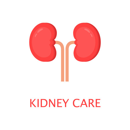 Healthy kidneys in flat style. Left and right kidney. Human internal organ. Anatomy concept. World kidney day. Cute cartoon vector illustration.の写真素材