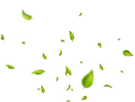 Green leaves flying on white background. Organic, eco, vegan, design element. Beauty product. Leaf falling. Wave foliage ornament. Fresh tea composition. Cosmetic pattern frame. Vector illustrationのイラスト素材