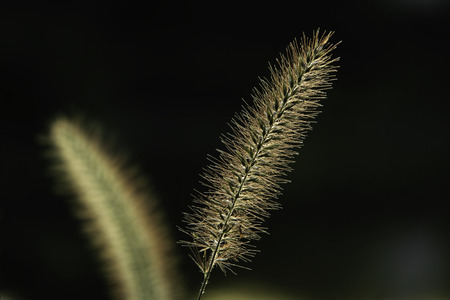 Stalk of Hopeの写真素材