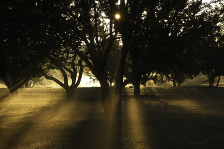Autumn Sunrise at The Morton Arboretumの写真素材