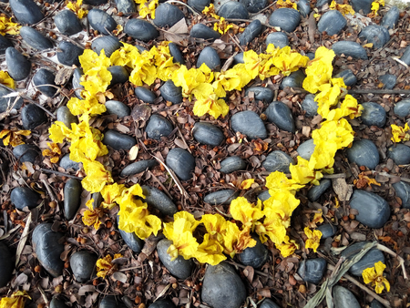 Yellow flowers in love shapeの写真素材