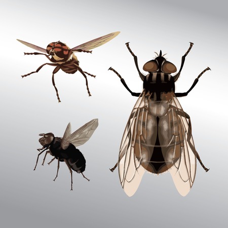 close up food fly different angleのイラスト素材