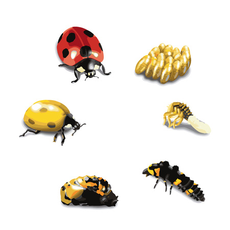 Ladybug life cycle stageのイラスト素材