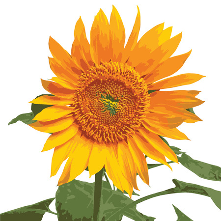Beautiful Sunflower, beauty, flower, yellow, sun, orange, bloom, close up, earth, farm, nature, shine, floral, garden, gardening, green, illustration, isolated, leaf, leaves, layers, organic, outdoor, plant, petal, petals, plants, pretty, season, spring, summer, vibrant, botany, background, realistic, rich color, sunlightのイラスト素材