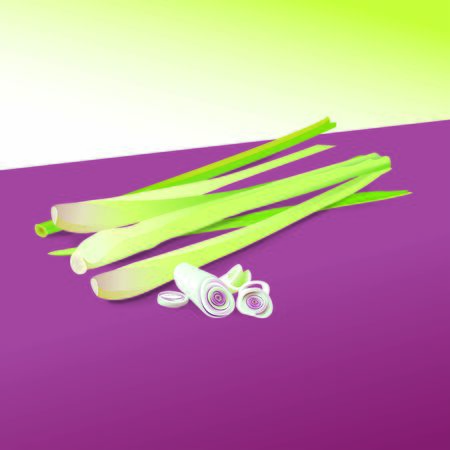 Lemongrass plant slice Serai Vector illustrationのイラスト素材