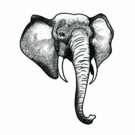 Elephant head grayscale sketchesのイラスト素材