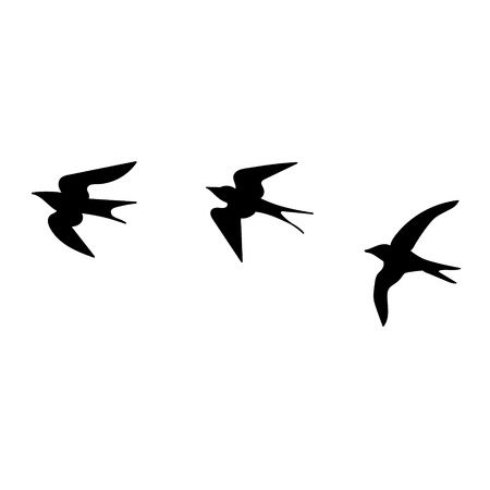 Illustration hand drawn swallows isolated on white background  vector eps 10の写真素材