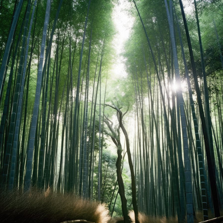Bamboo forestの素材