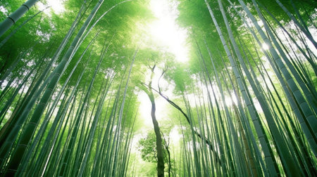Bamboo forestの素材