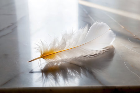feather of a bird on a white marble background, soft focusの素材
