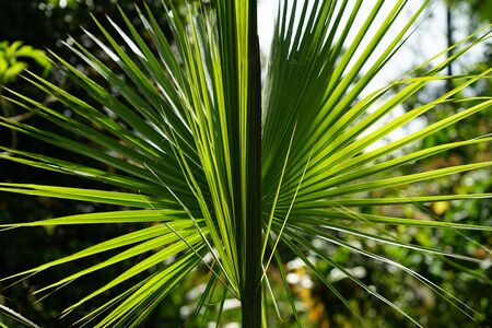 Close-up of a palm leafの写真素材