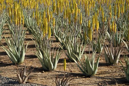 Plant aloe vera on plantationの写真素材
