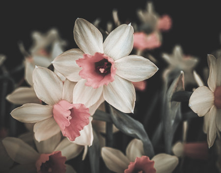 Artistic Narcissus flowers in white and pink with a black background. Narcissus is a genus of flowering plants in the family Amaryllidaceae.の写真素材
