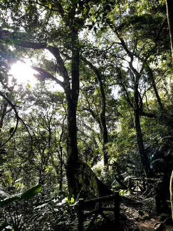 In the forest of Taiwan, see the backlit trees growing and the sunlight turn into a painting