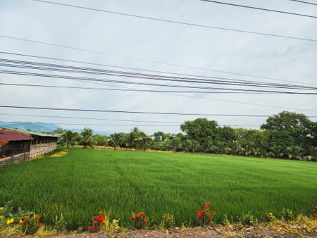 Vibrant Green Rice Field with Palm Trees and Flowersの写真素材