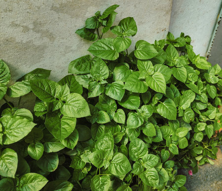 Lush green leafy plants growing beside a concrete wallの写真素材
