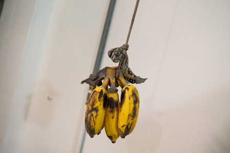 A bunch of ripe bananas hanging from a tied stringの写真素材