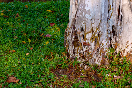 Close-up of a tree trunk with roots surrounded by green grass