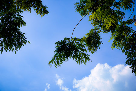 Tree branches with lush green leaves against a blue sky