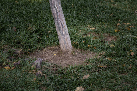 Tree trunk surrounded by green grass and exposed rootsの写真素材