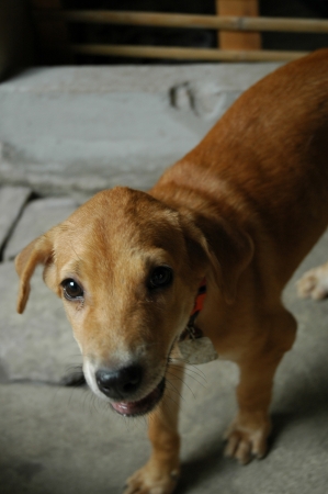 Smiling Beautiful Puppyの写真素材