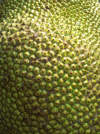 Jackfruit Skin Textureの写真素材