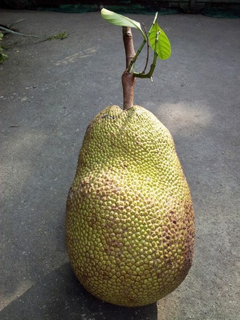 Fresh Jackfruit
