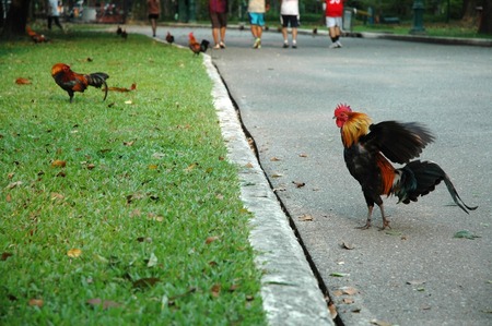Young Rooster Flapping Wings Likes to Say  Lets Exercise の写真素材