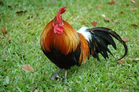 Portrait of a Colorful Young Rooster at Yardの写真素材