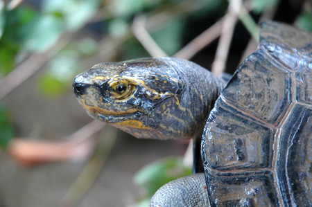 Turtle Portrait of a Young Curious Yellow-headed Temple Turtleの写真素材