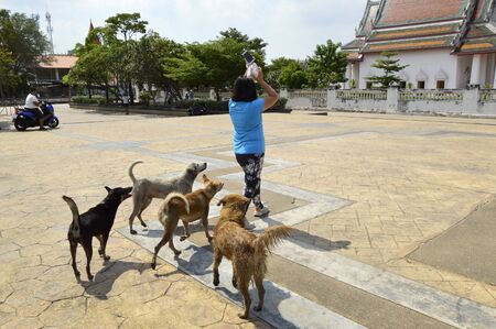 Phra Samut Chedi Temple, Samutprakarn, Thailand - November, 23 2019: A woman with a bag of steamed rice and roasted chicken wings was followed closely by hungry stray dogs while walking through to visit Phra Samut Chedi Temple.のeditorial素材