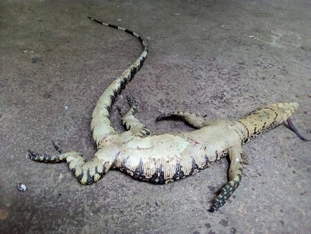Dead Water Monitor (Varanus Salvator), Horizontal Water Monitor was defeated and died after dogs attackedの写真素材