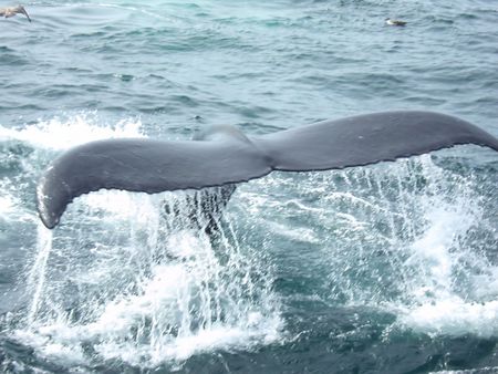 whale tail