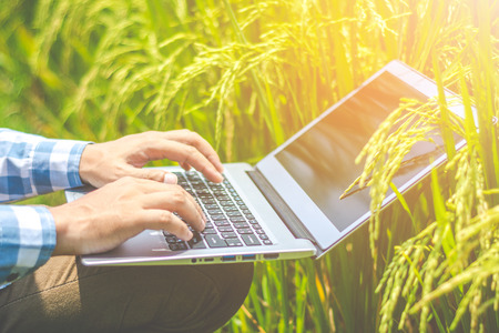 Asian male farmer researching record data in the GMO rice fields.の写真素材